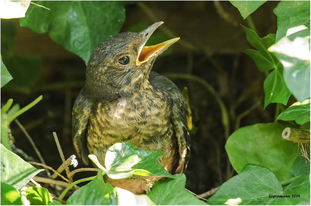 junge amsel.....