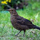 Junge Amsel auf Futtersuche (Turdus merula)