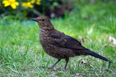 Junge Amsel auf Futtersuche (Turdus merula)