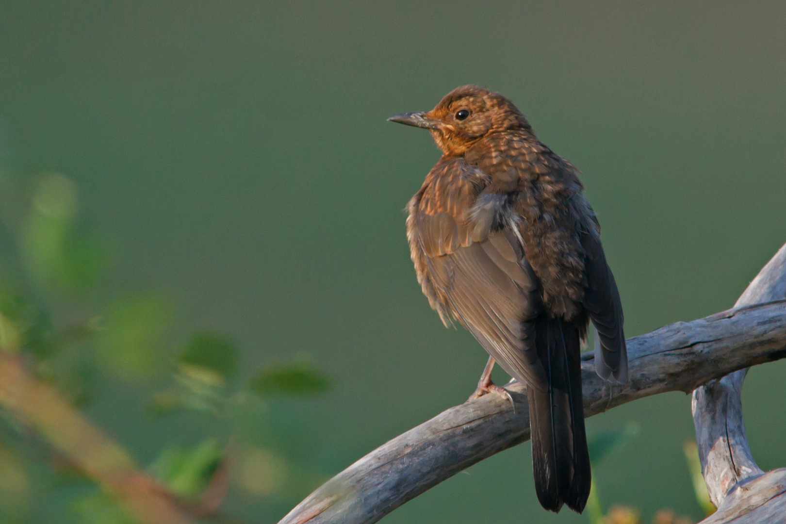 Junge Amsel       August 2019