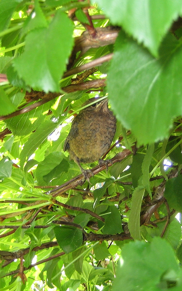 Junge Amsel beim ersten Spaziergang