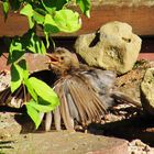 junge Amsel beim Sonnenbad