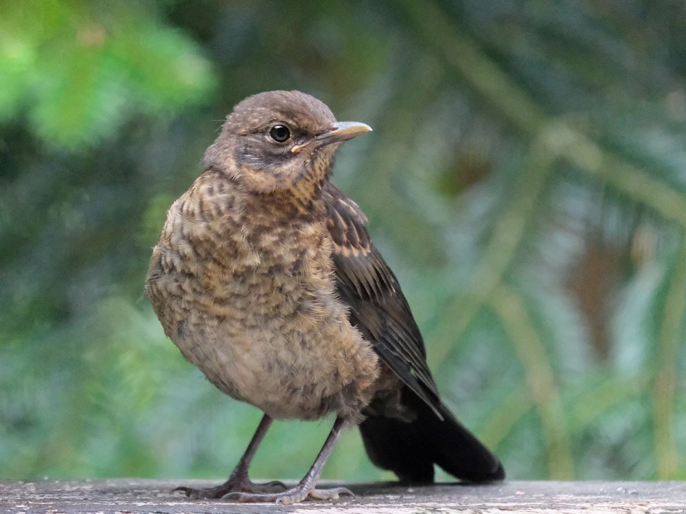 junge Amsel