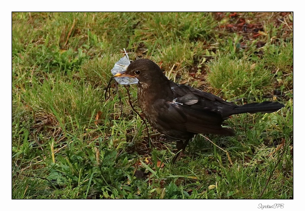 Junge Amsel.... Foto & Bild | tiere, tierkinder, natur ...