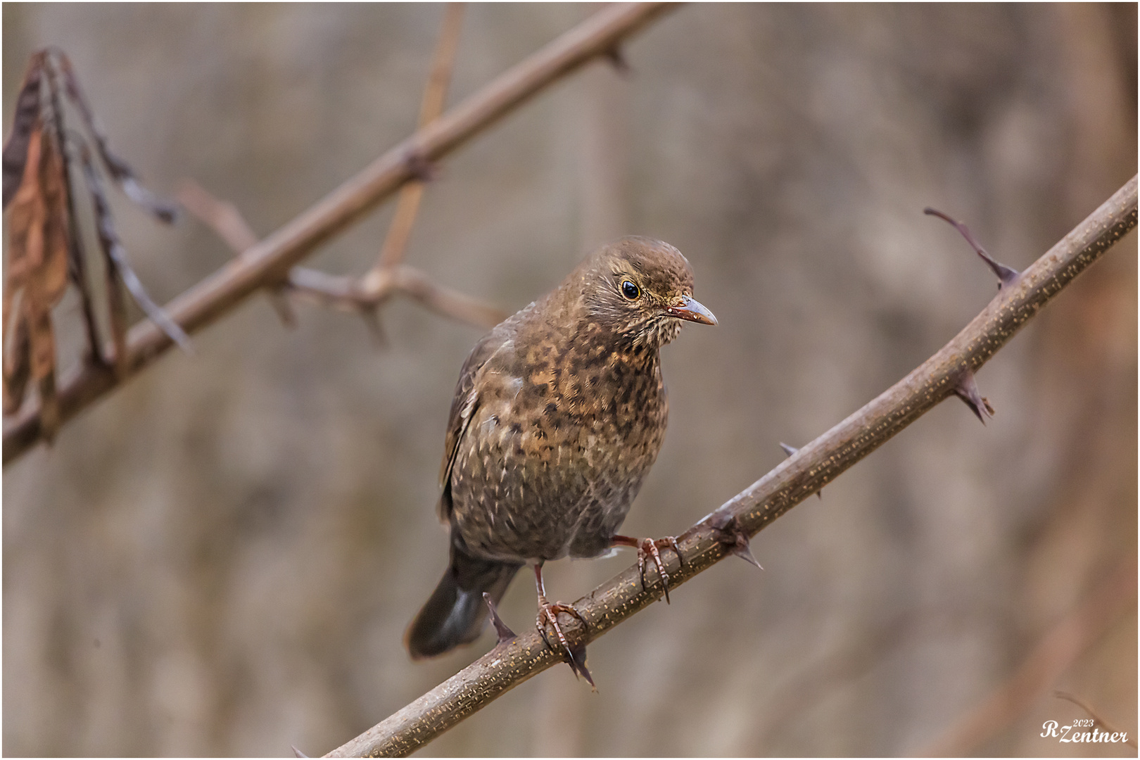 Junge Amsel