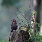  Junge Amsel - Drossel - Schwarzdrossel