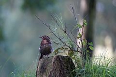  Junge Amsel - Drossel - Schwarzdrossel