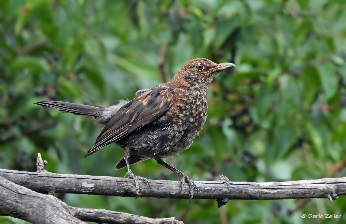 Junge Amsel