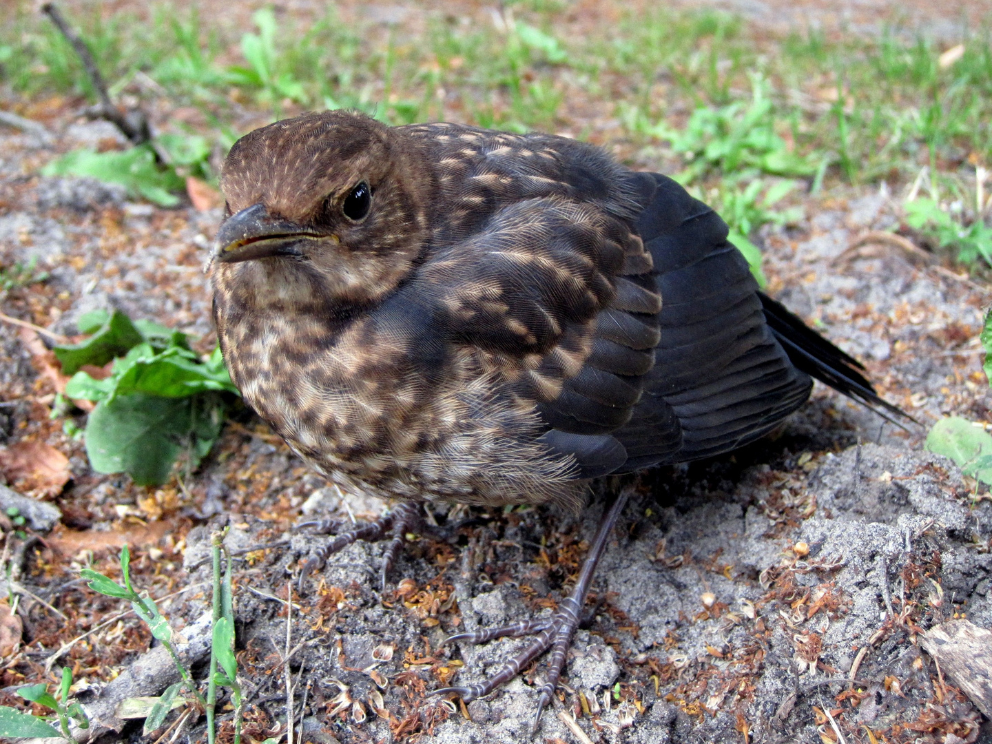 Junge Amsel