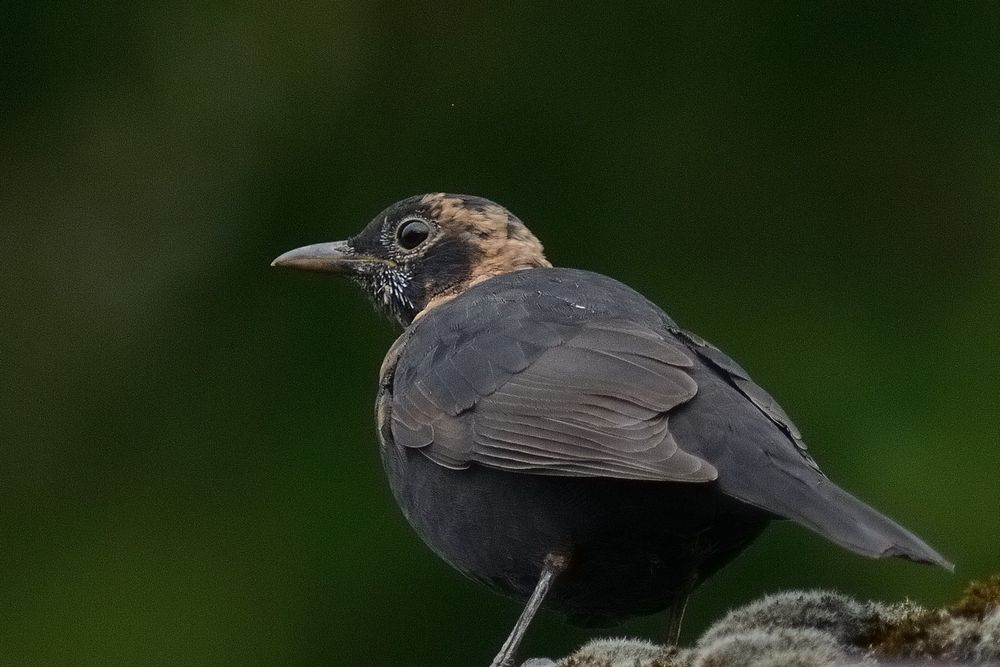 Junge Amsel, eine der letzten dieses Jahrgangs.