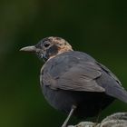 Junge Amsel, eine der letzten dieses Jahrgangs.