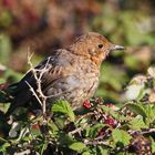 Junge Amsel entdeckt die Beeren