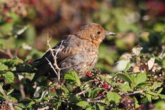 Junge Amsel entdeckt die Beeren