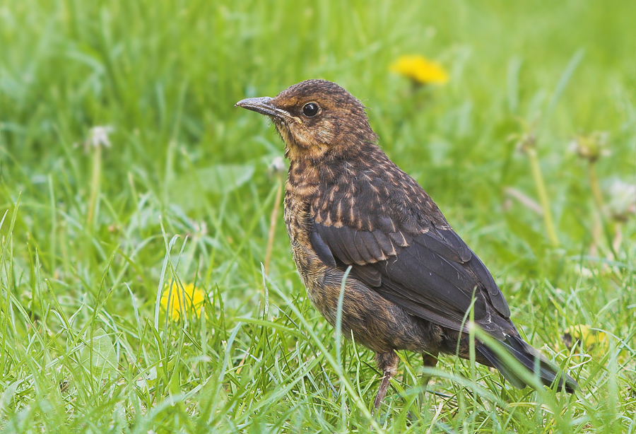 Junge Amsel