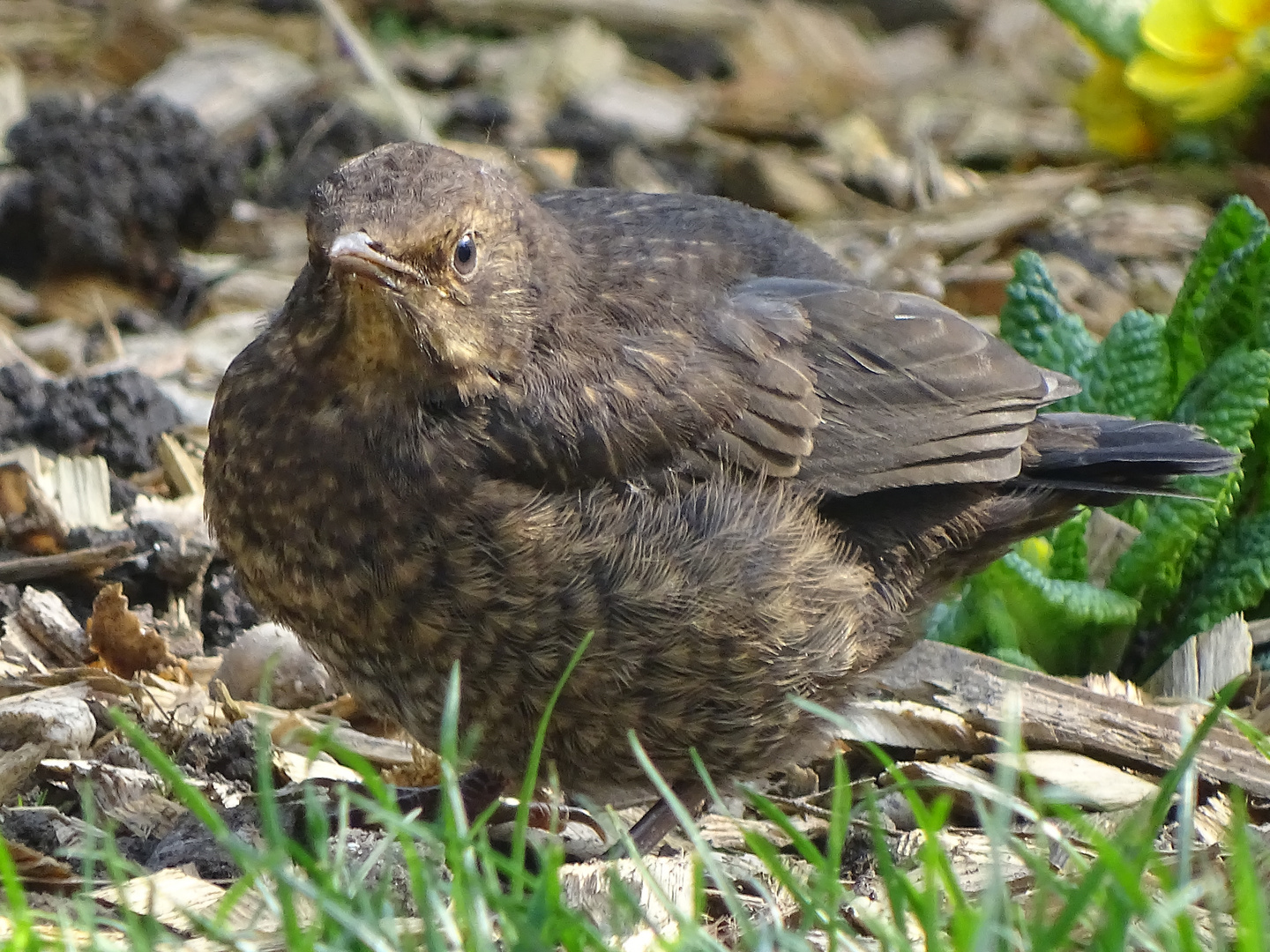 Junge Amsel