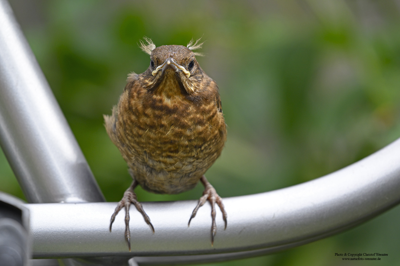 Junge Amsel