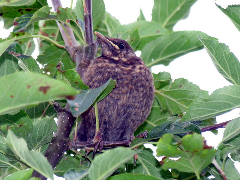 Junge Amsel im Apfelbaum