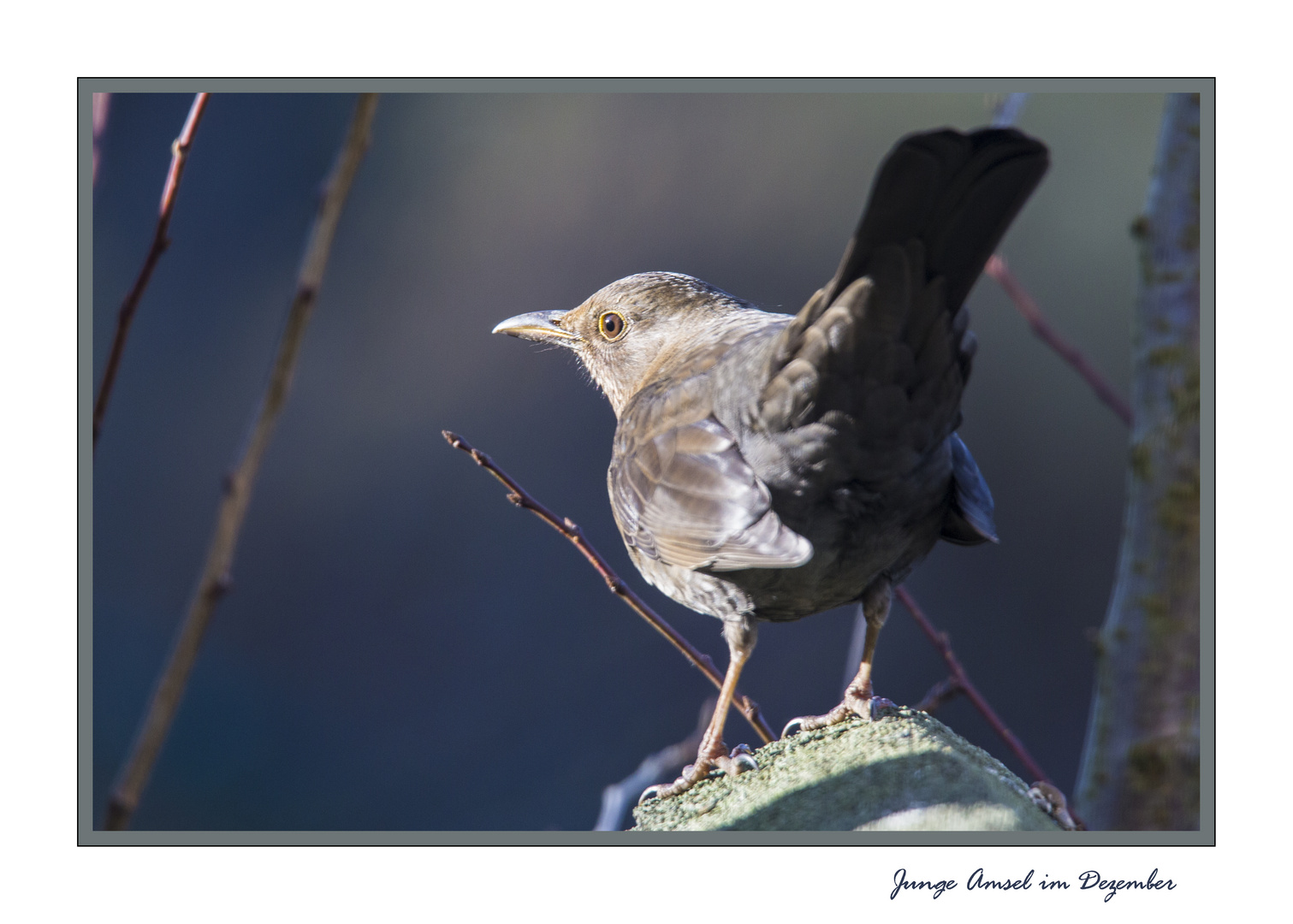 Junge Amsel im Dezember