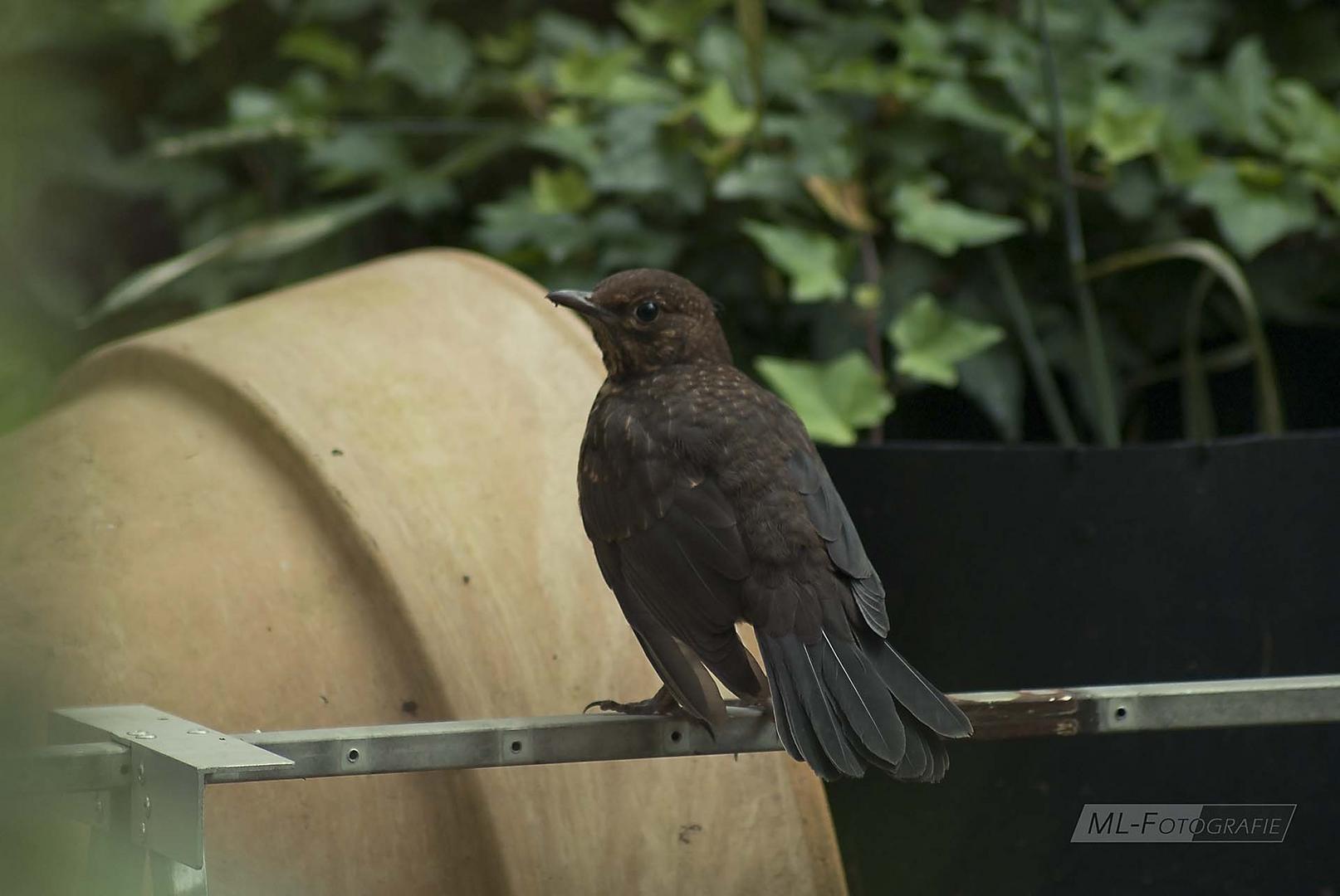 Junge Amsel im Garten 2020 (HP)