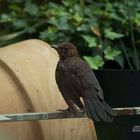 Junge Amsel im Garten 2020 (HP)