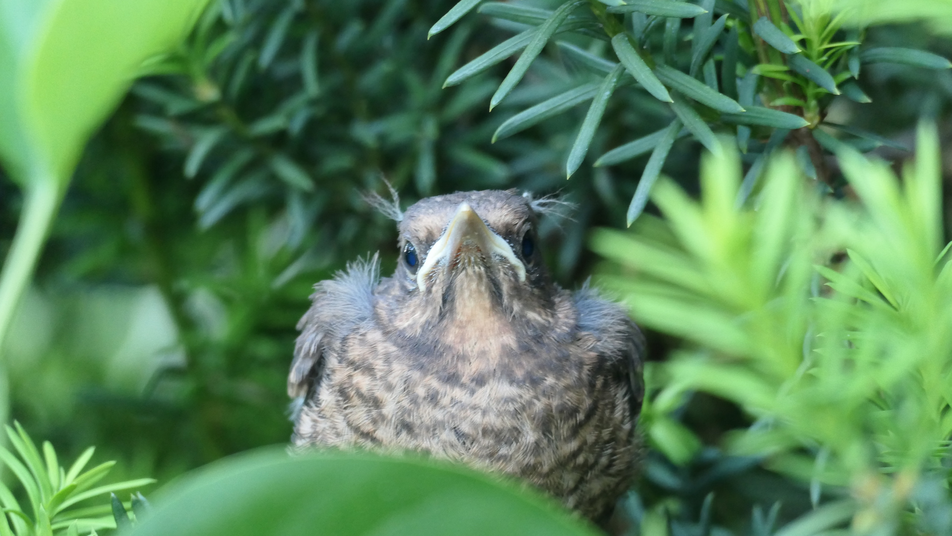 Junge Amsel im Garten