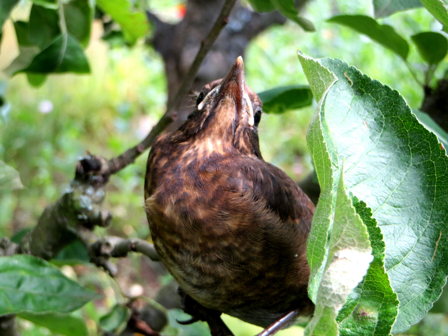 Junge Amsel im Garten Foto & Bild tiere, natur Bilder auf