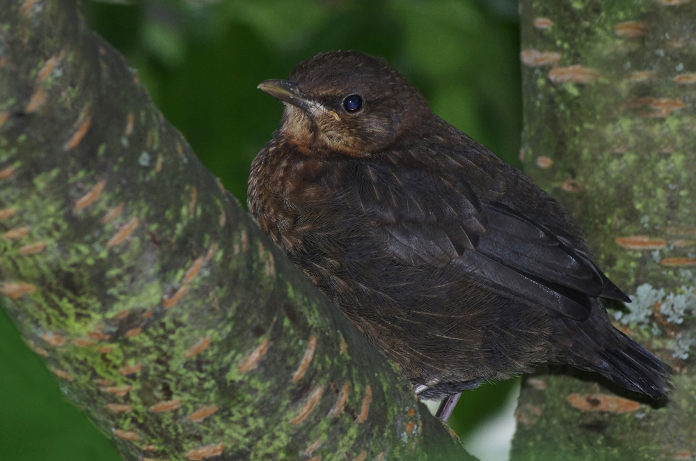 junge Amsel im Kirschbaum