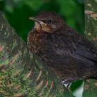 junge Amsel im Kirschbaum