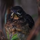 Junge Amsel kurz vor dem Flüggewerden