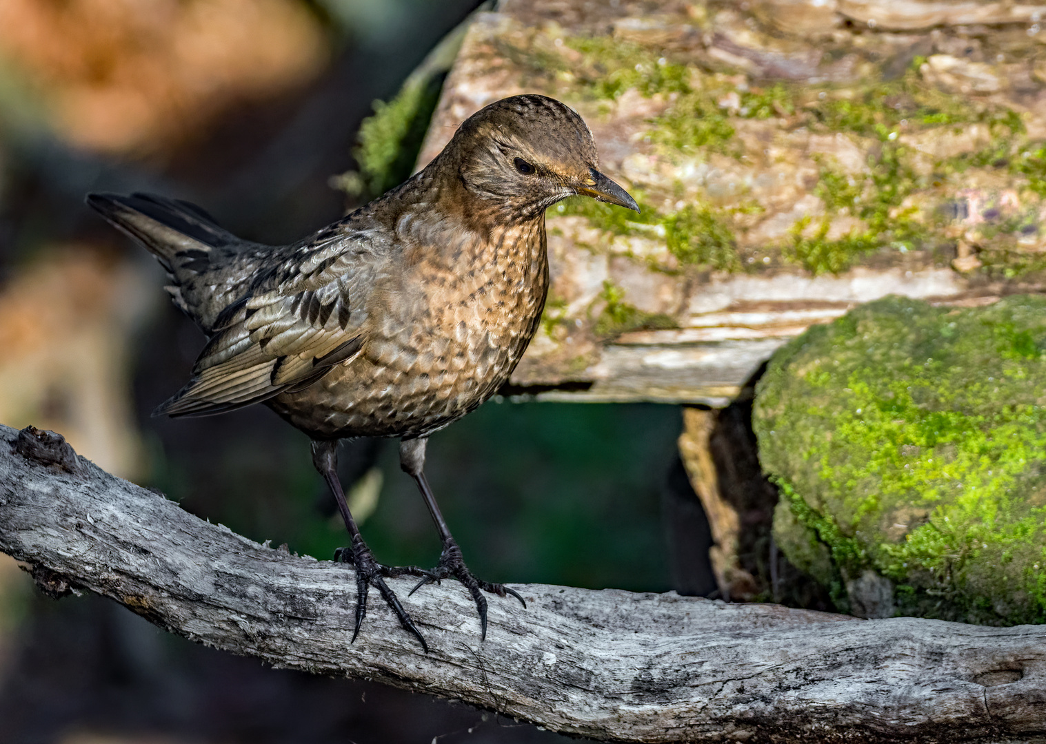 "Junge Amsel-Lady", nehm ich an