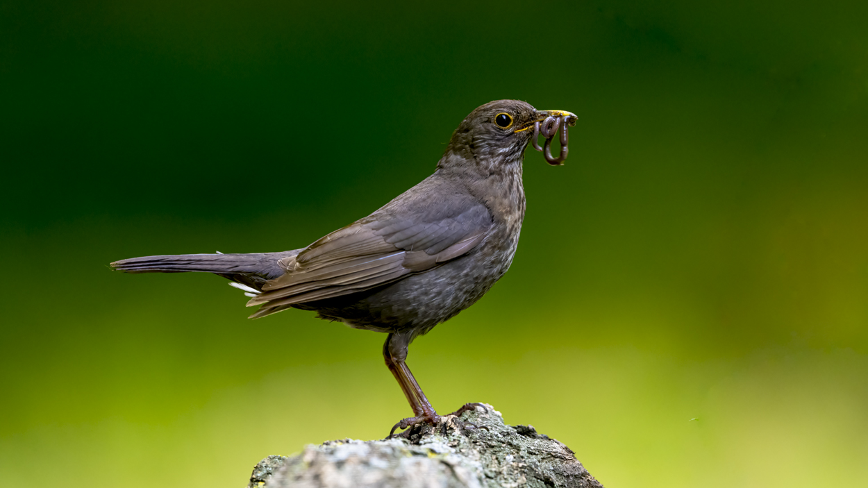 Junge Amsel (m)