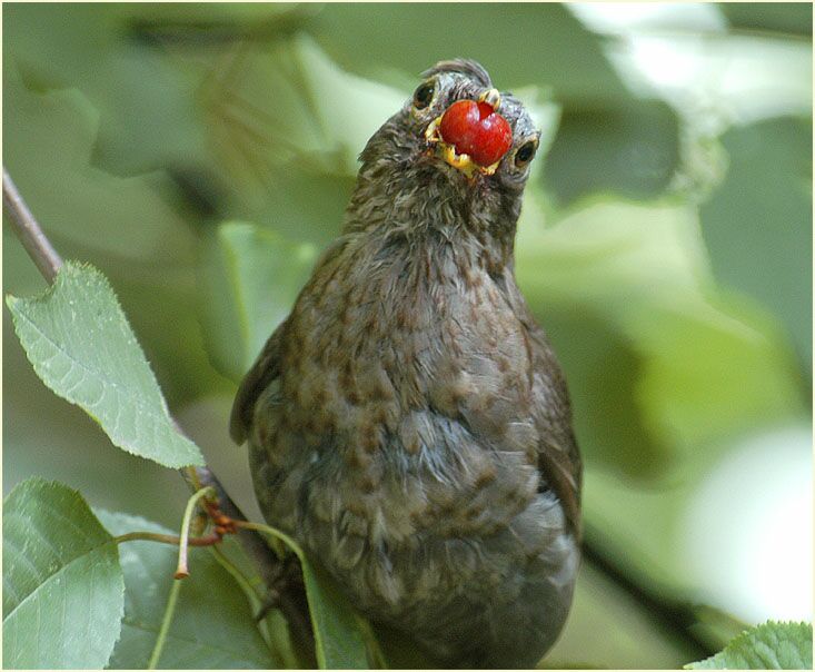 Junge Amsel mit Beere