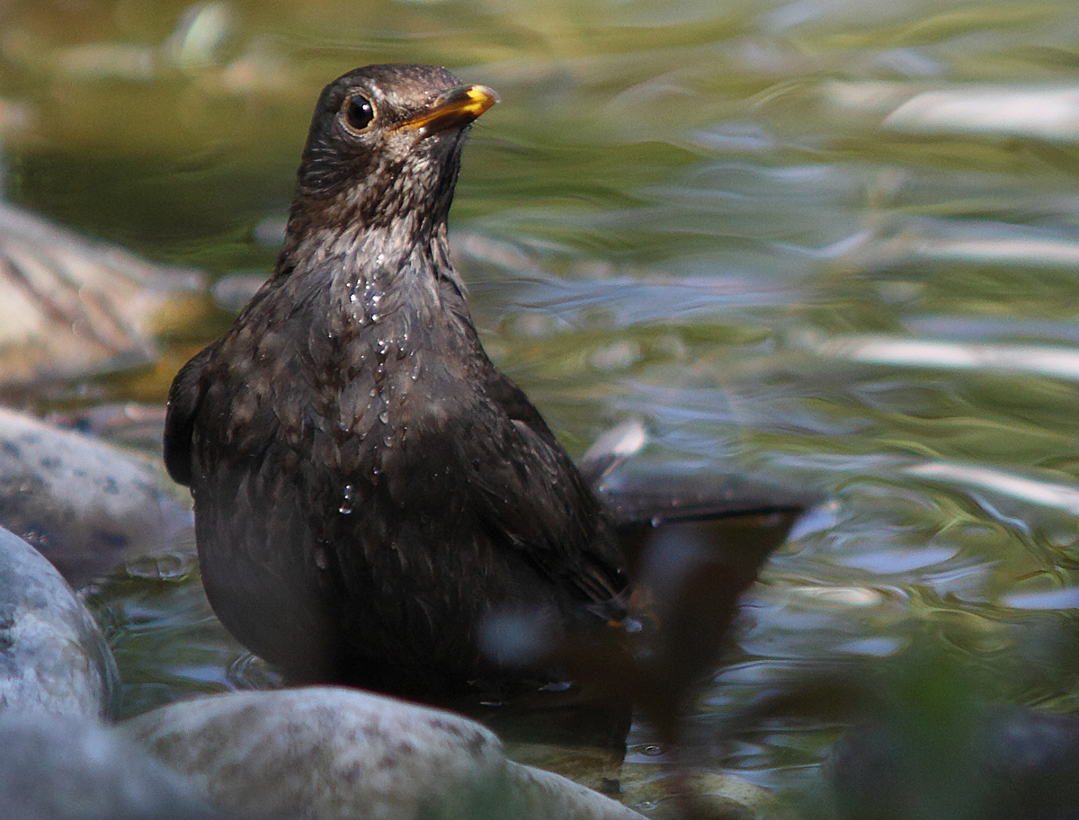 Junge Amsel nach dem Bad