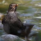 Junge Amsel nach dem Bad