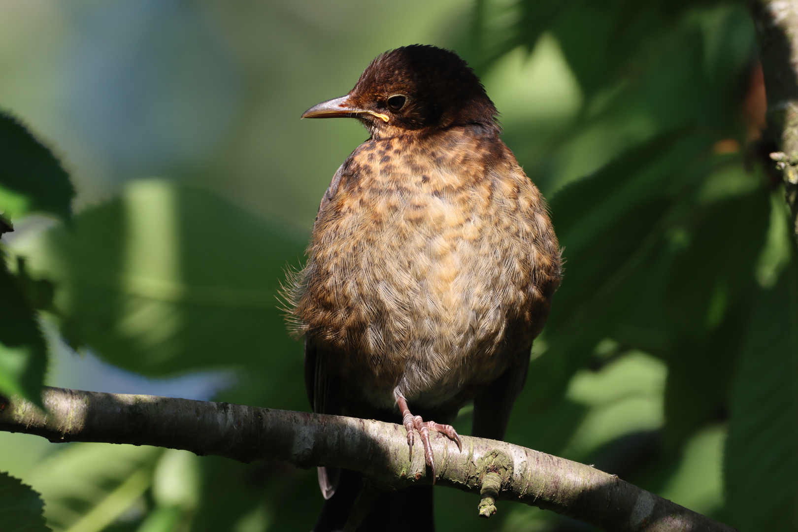 Junge Amsel noch ohne Scheu