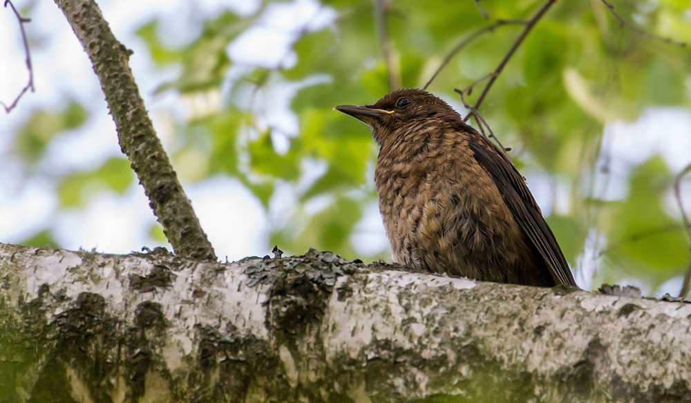 Junge Amsel - oder was denkt ihr?