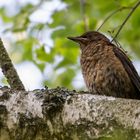 Junge Amsel - oder was denkt ihr?