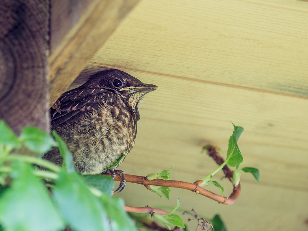 Junge Amsel, Versteck unter dem Dach.