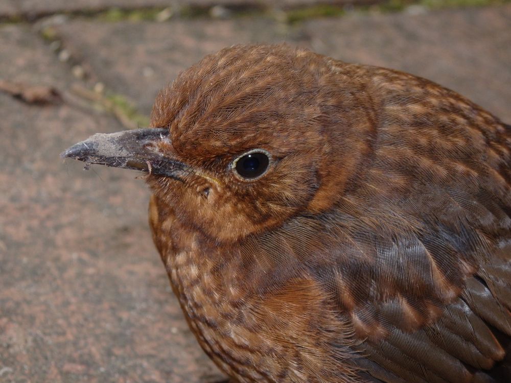 Junge Amsel - Weibchen