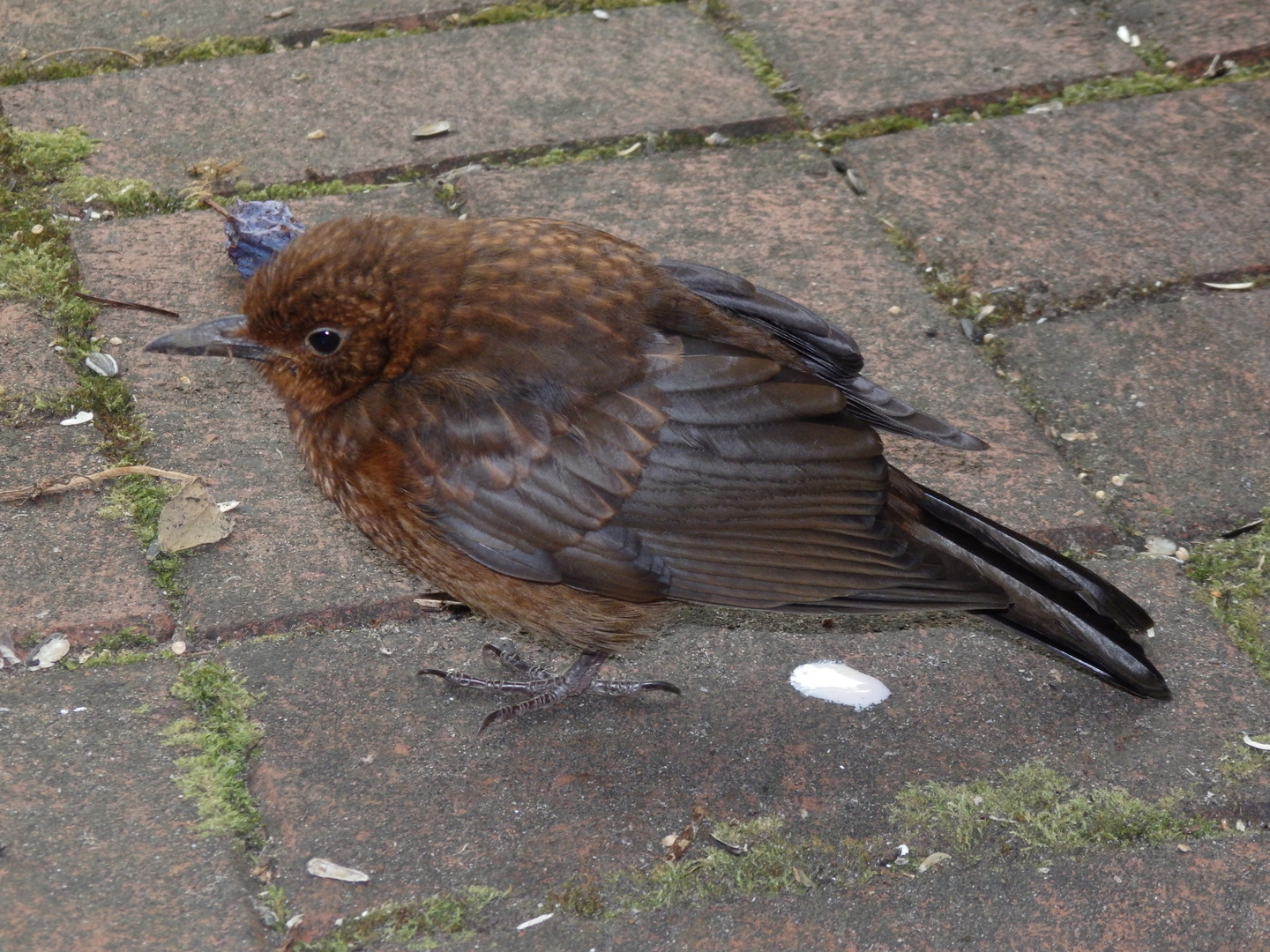 Junge Amsel (Weibchen) - ganz aufgeplustert