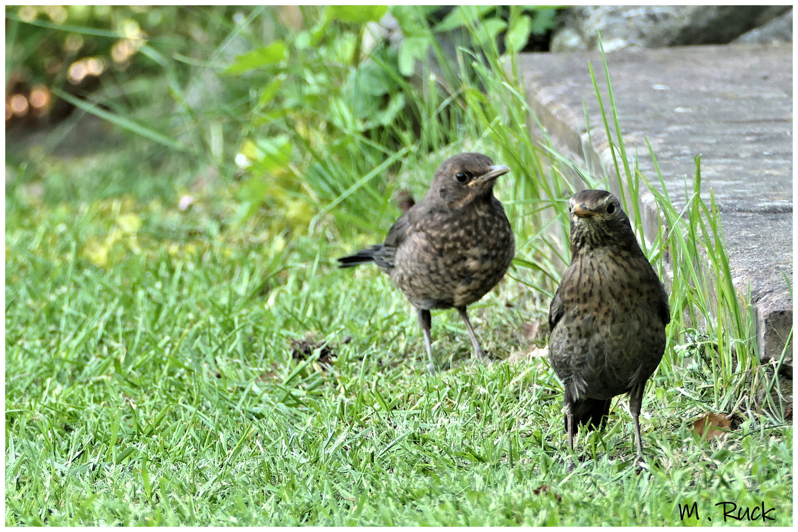 Junge Amseln im Garten 