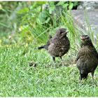 Junge Amseln im Garten 