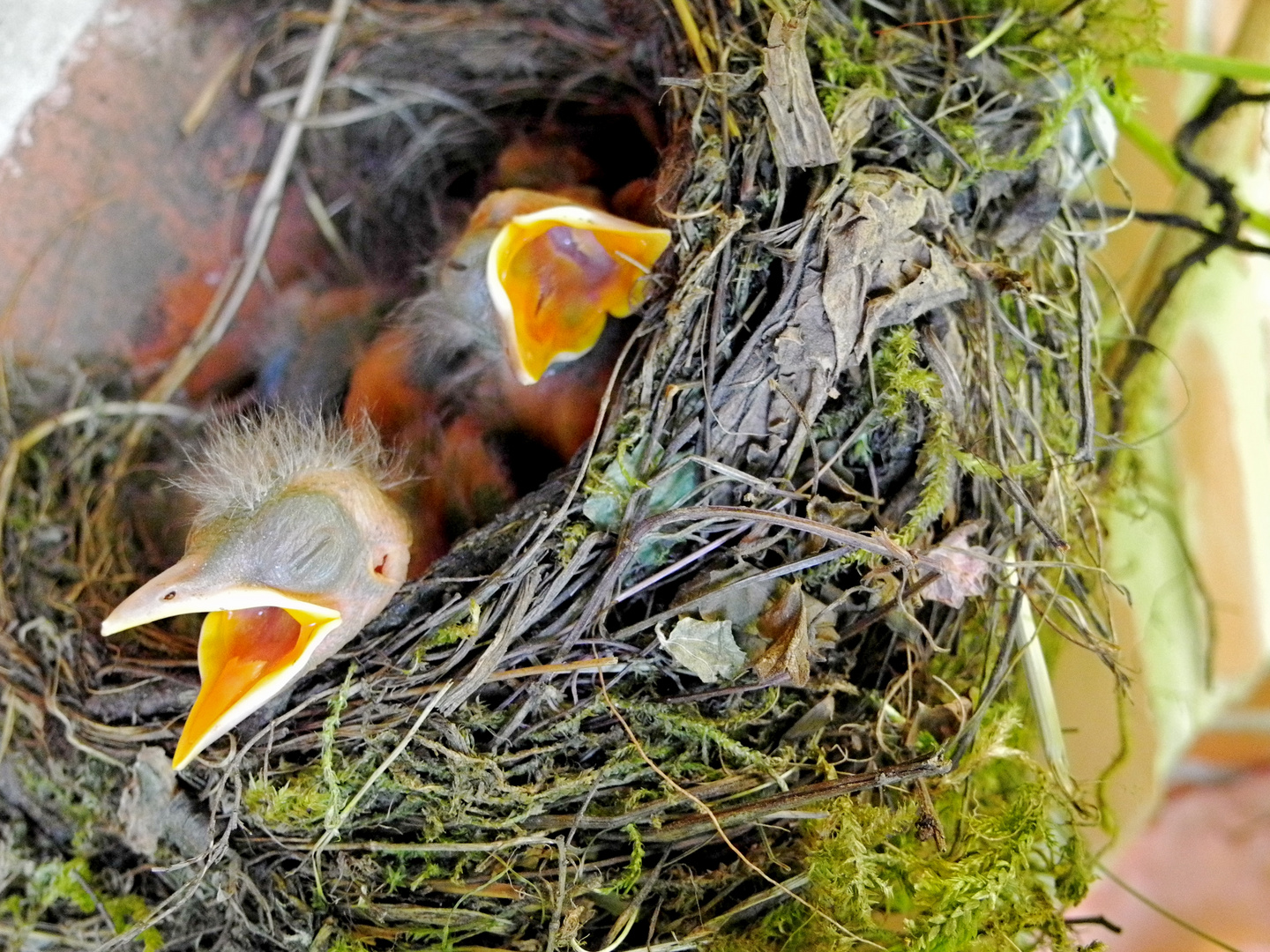 Junge Amseln in ihrem Nest