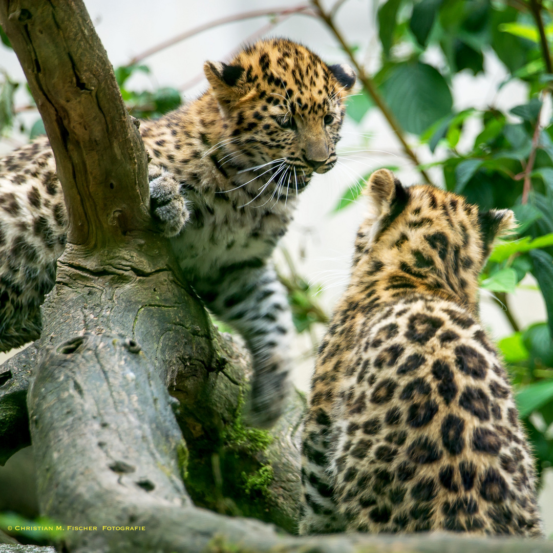 Junge Amur-Leoparden (Panthera pardus orientalis)