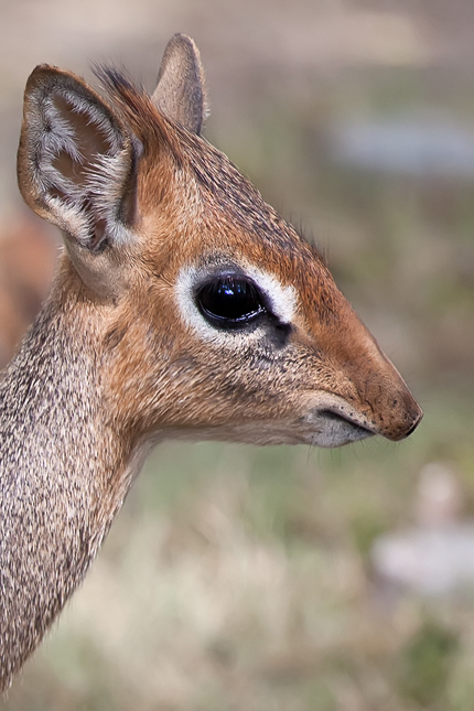 Junge Antilope