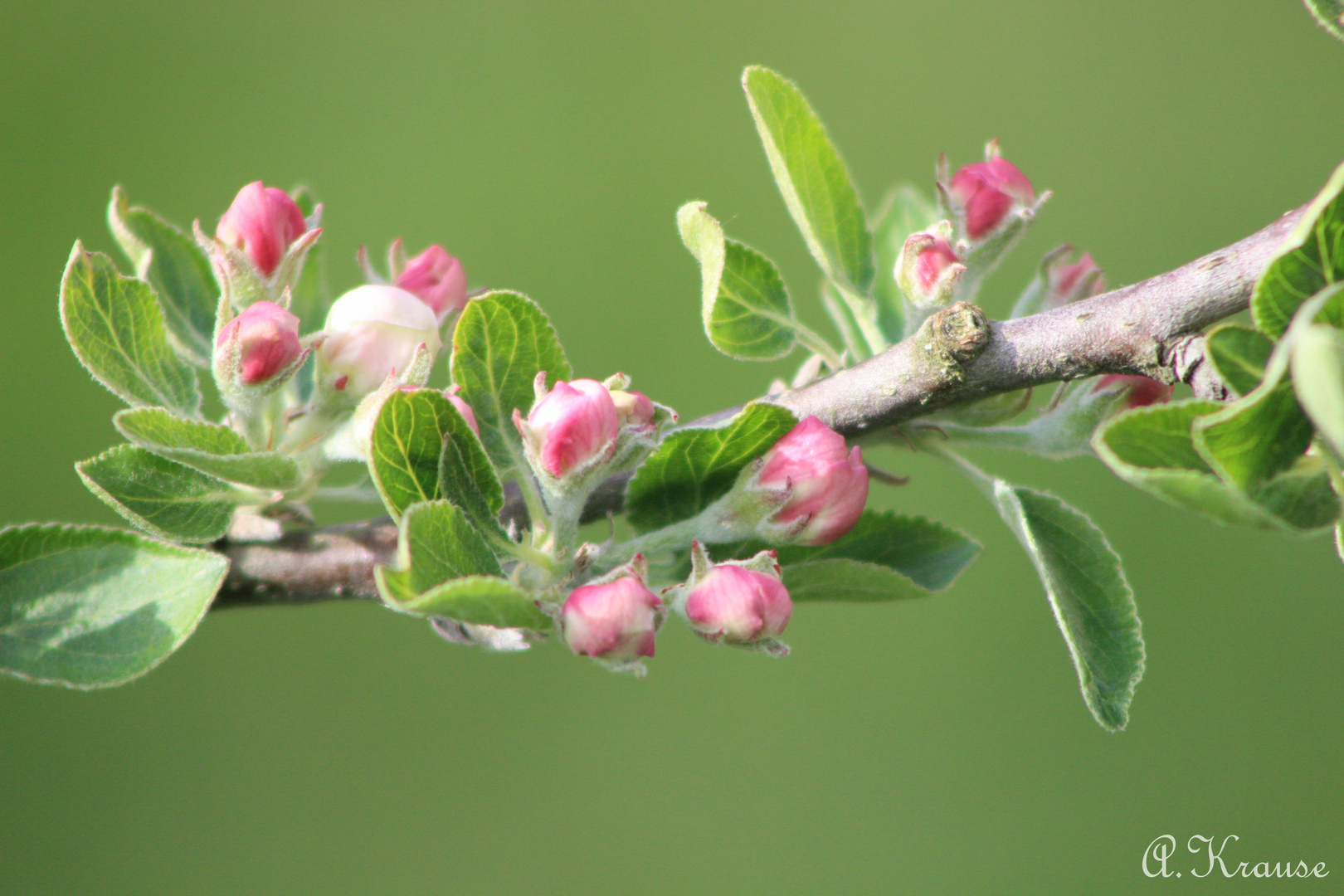 Junge Apfelbaumblüten