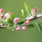 Junge Apfelbaumblüten