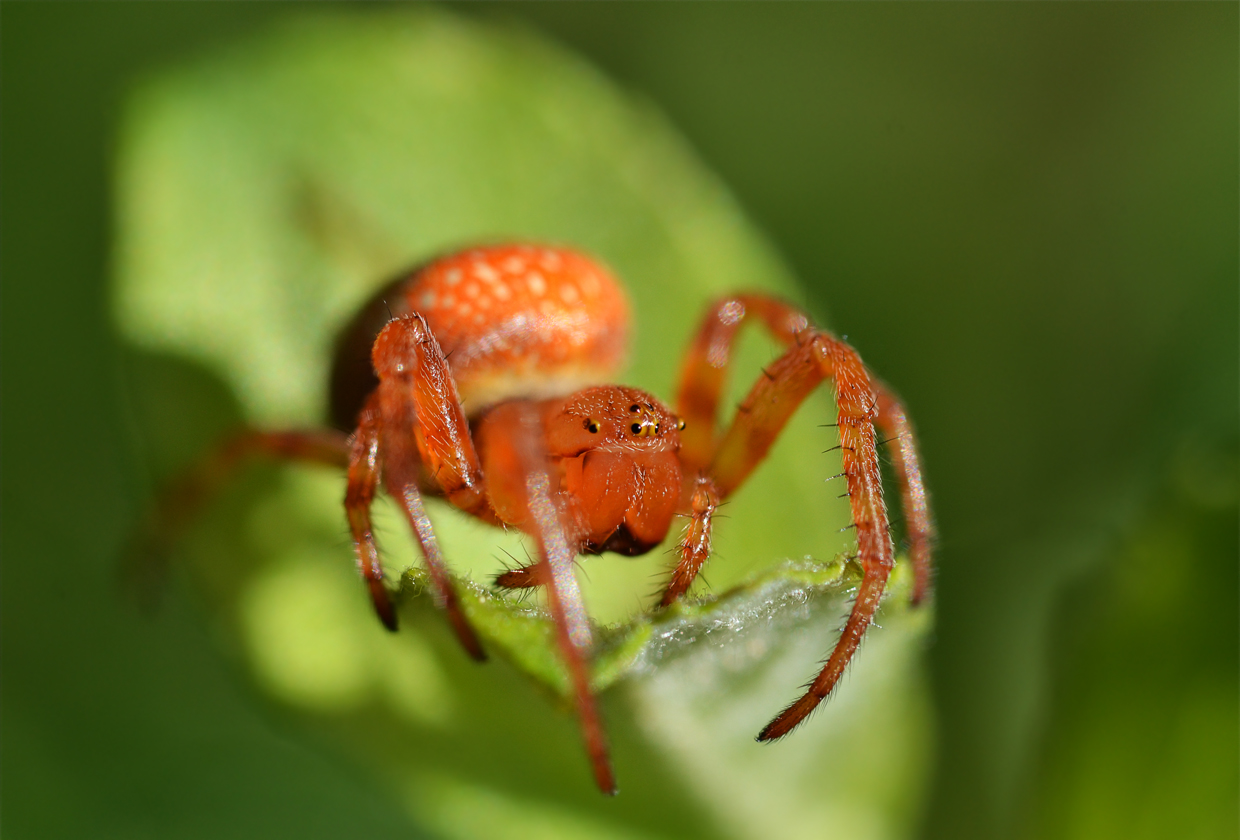 Junge Araneus alsine