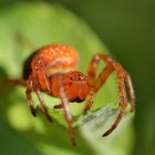 Junge Araneus alsine