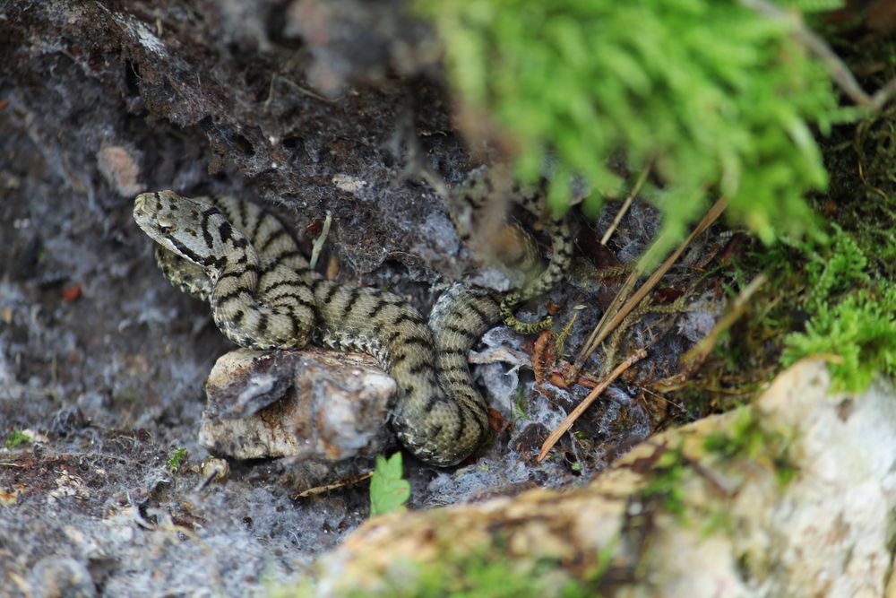 Junge Aspisviper (Vipera a.aspis)